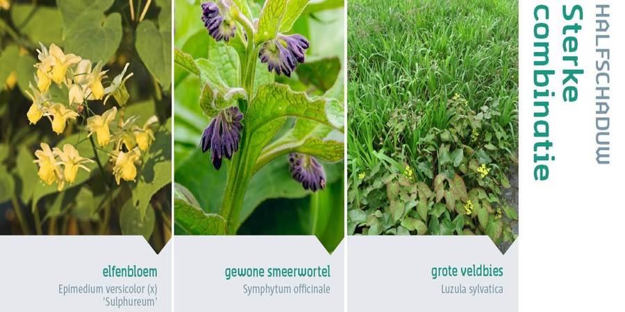 Collage van elfenbloem, gewone smeerwortel en grote veldbies Collage van elfenbloem, gewone smeerwortel en grote veldbies